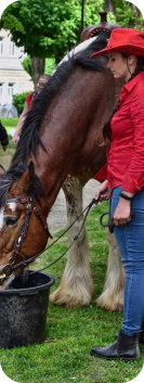 Girl in red taking care of thristy horse. She is dressed as cowboy
